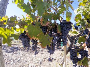 DCIM100GOPROGOPR1849.