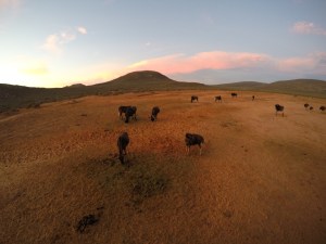 DCIM101GOPROGOPR5856.